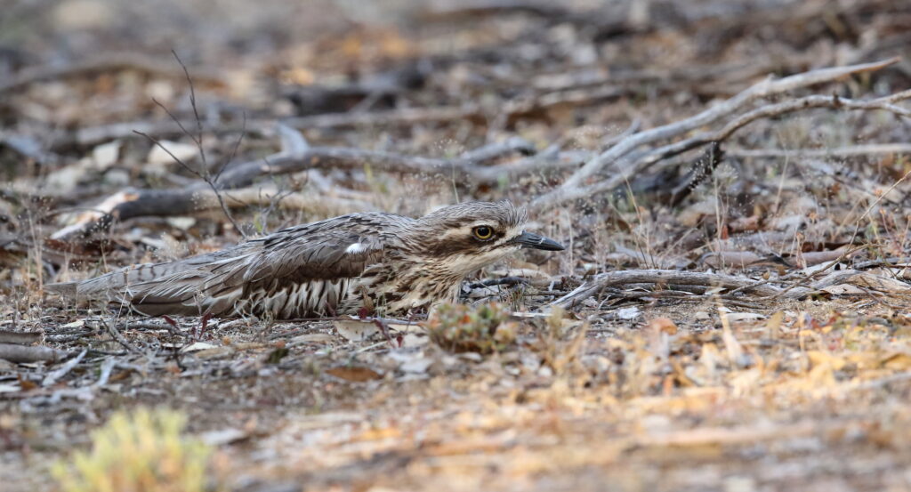 To the left of the frame, a Bush Stone-curlew lies on the ground, well camouflaged among the leaf litter.