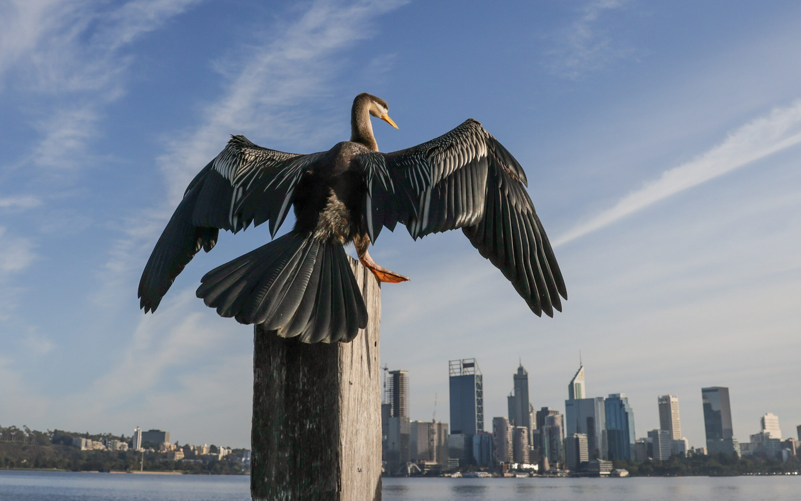 A female Australasian Darter is perched, back to us, on a wooden post with wings outstretched to dry. She is looking out towards a city water view and blue sky with patchy clouds.
