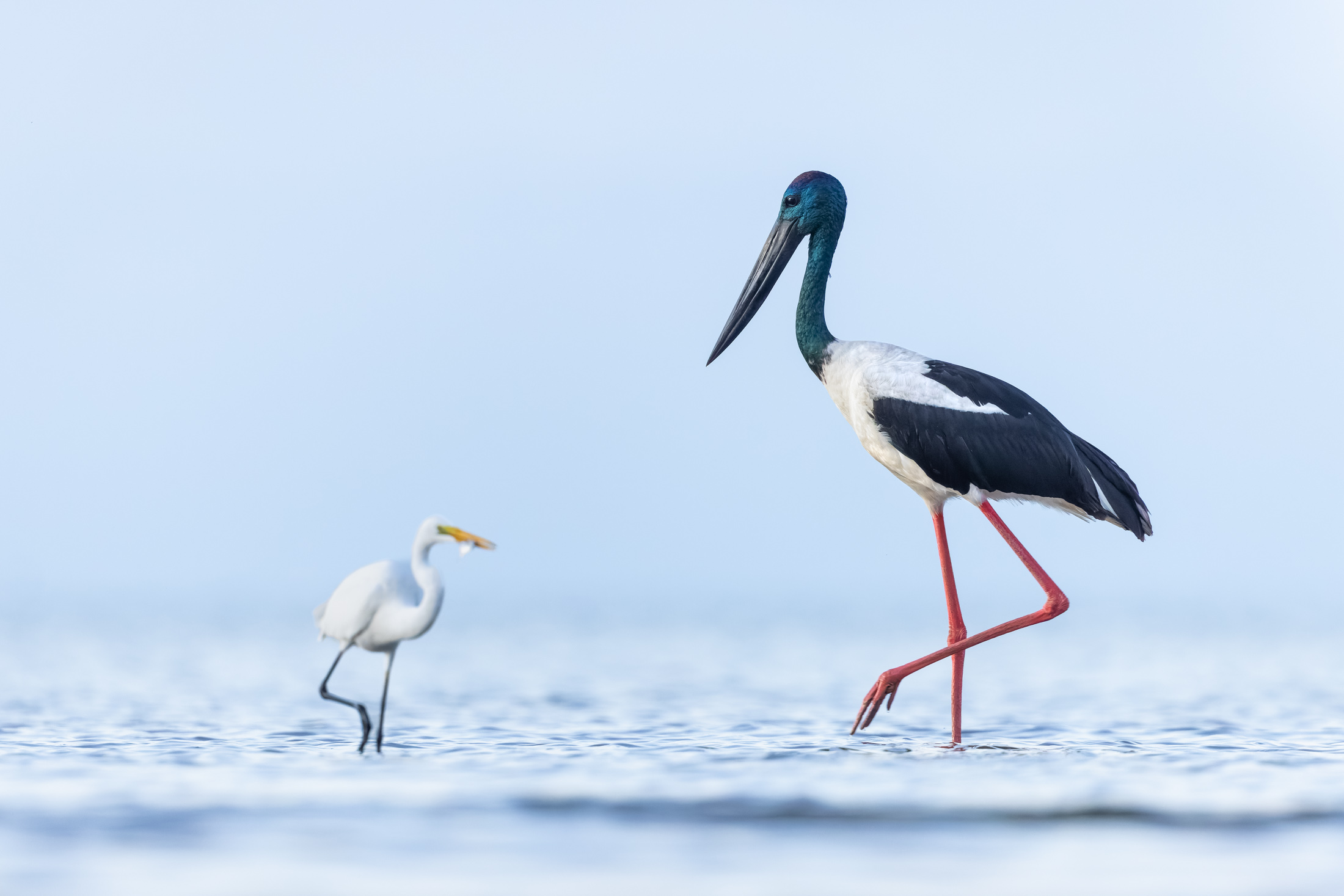 To the right of the frame, a Black-necked Stork is wading in water against a blue background. Behind it, an out of focus Great Egret is also wading with a fish in its beak. Both birds have one leg raised.