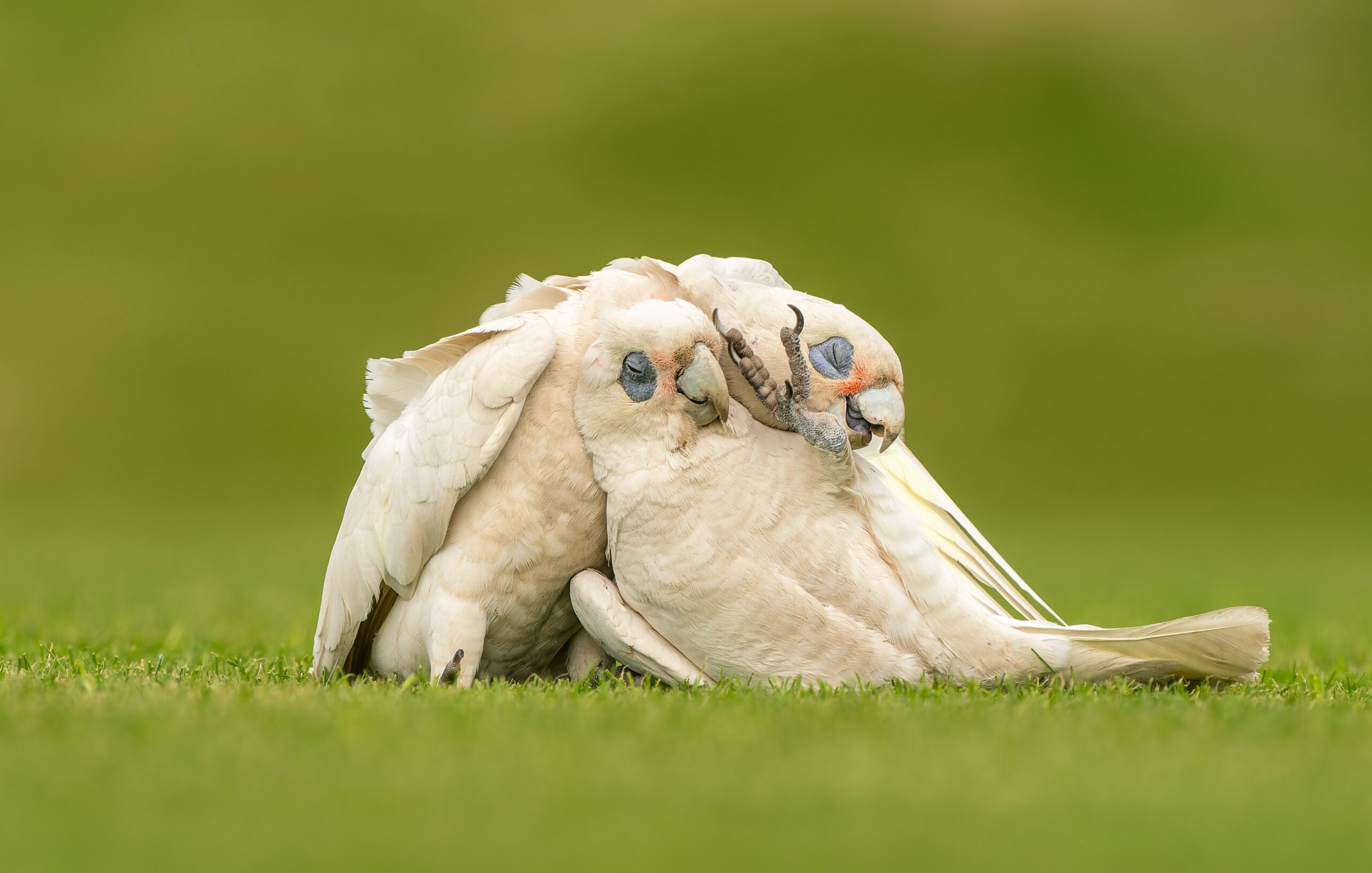 In the middle of the frame, two Little Corellas are playing in the grass with eyes closed as though embracing. The bird on the right is lying on its side, claw outstretched, while the other rests its head on its wing.