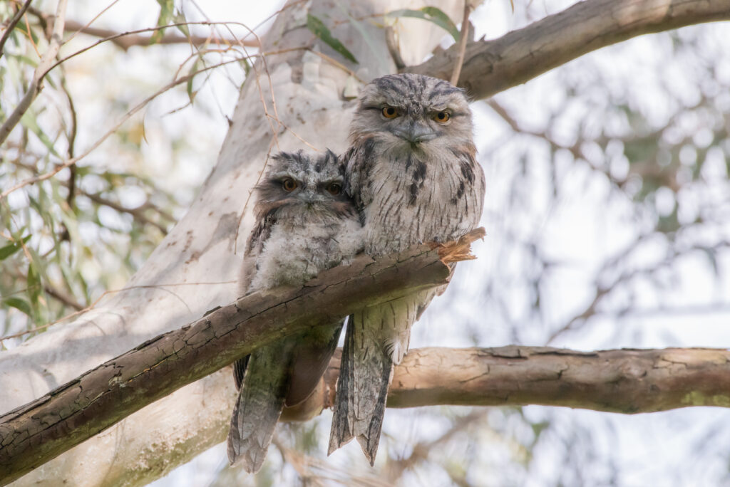 In the middle of the frame, an adult Tawny Frogmouth (right) and its chick (left) are perched on a eucalypt branch and staring into the camera.