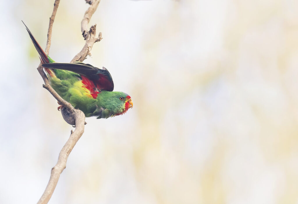 To the left of the frame, a Critically Endangered Swift Parrot iwith colourful plumage is perched in a tree branch, facing to the right. 