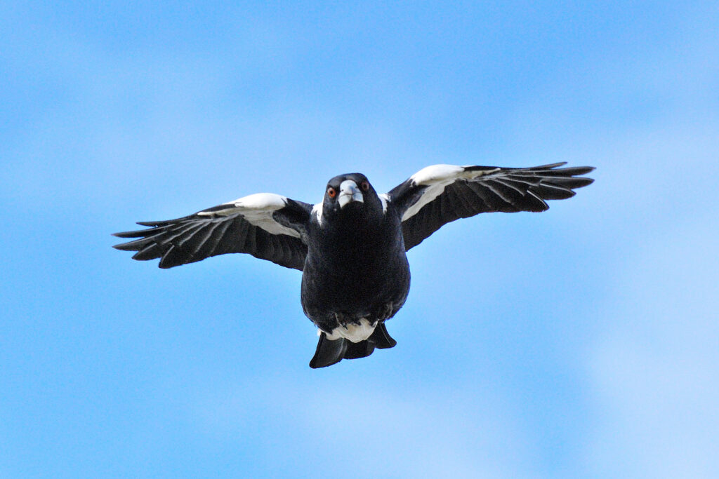 In the middle of the frame, an Australian Magpie is flying towards the camera with wings outstretched and against a blue sky.