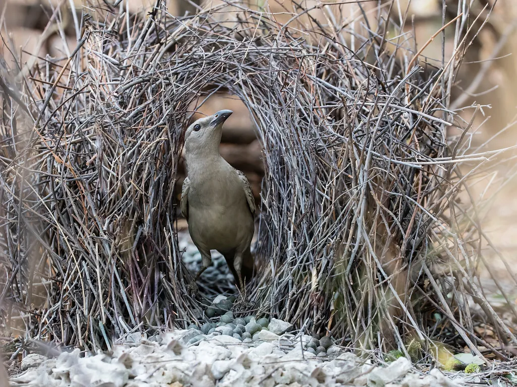 Towards the middle of the frame, a grey male Great Bowerbird stands in the arch of his bower, made out of twigs. At his feet is a collection of pale-coloured objects.