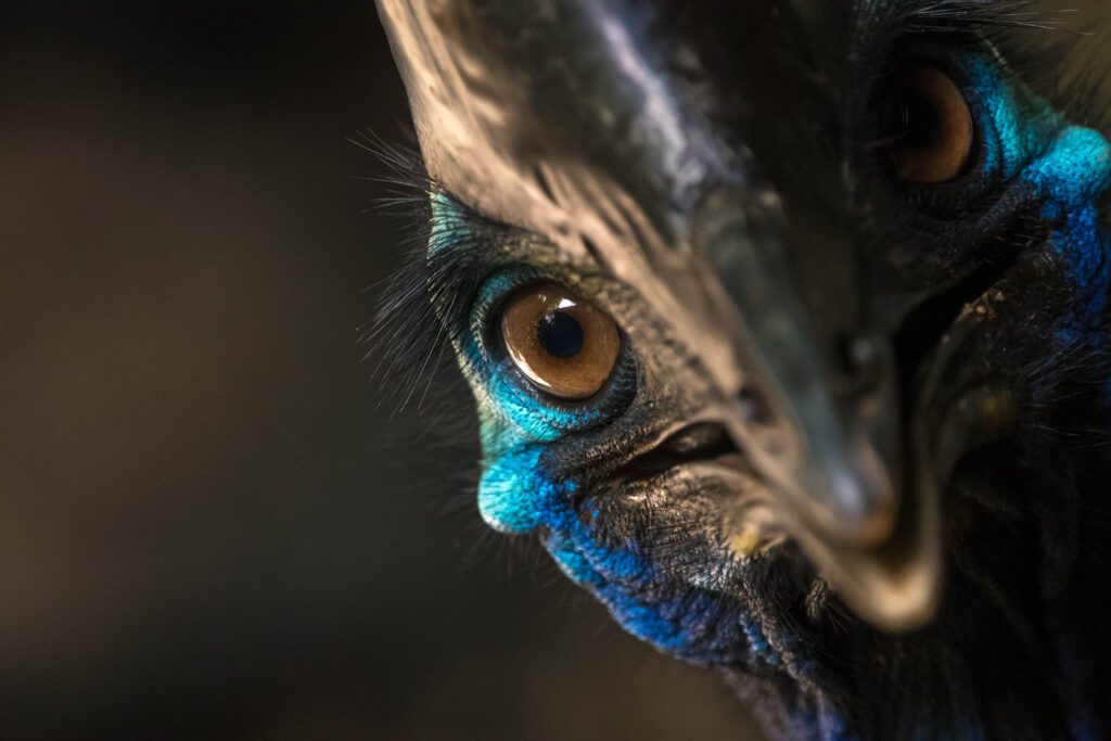 To the right of the frame, a Southern Cassowary stares directly into the camera at close range against a black background. The right side of its face is cast in shadow.