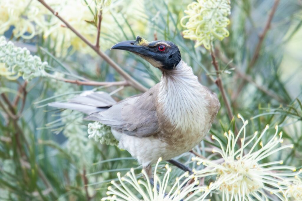 Noisy Friarbird side profile with red eyes looking at camera