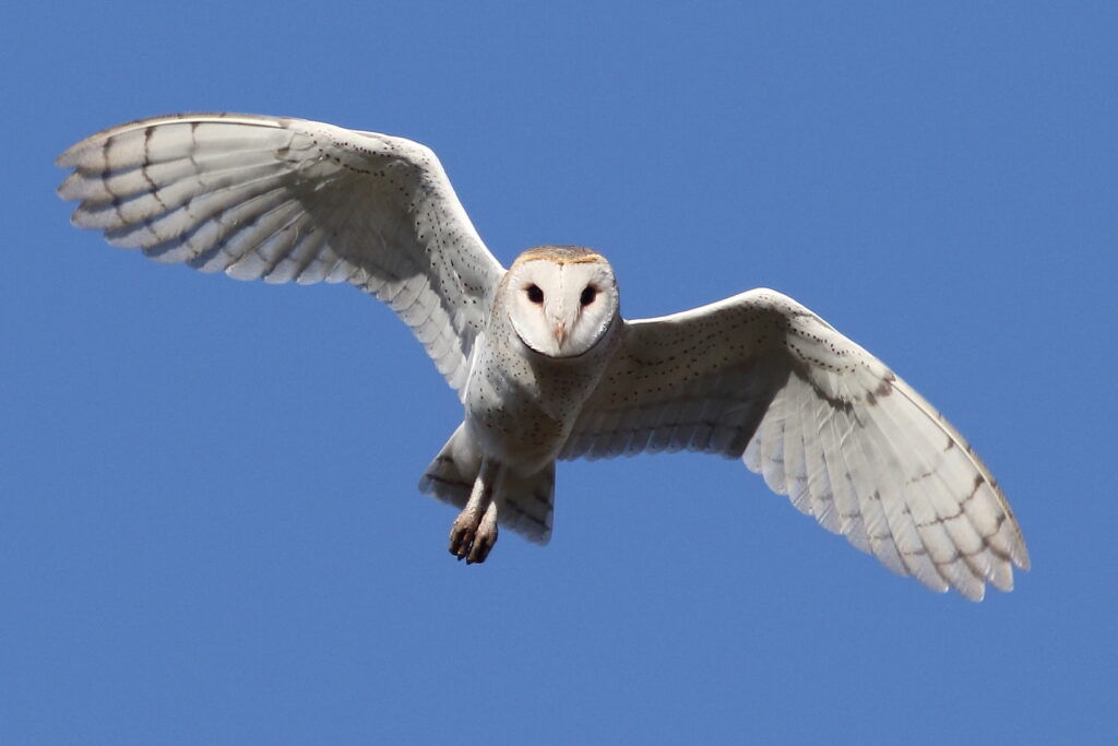 A white Barn Owl in flight, with both wings outstretched, against a sky-blue background