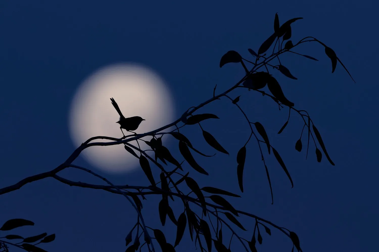 Bird-safe Halloween decorations - BirdLife Australia