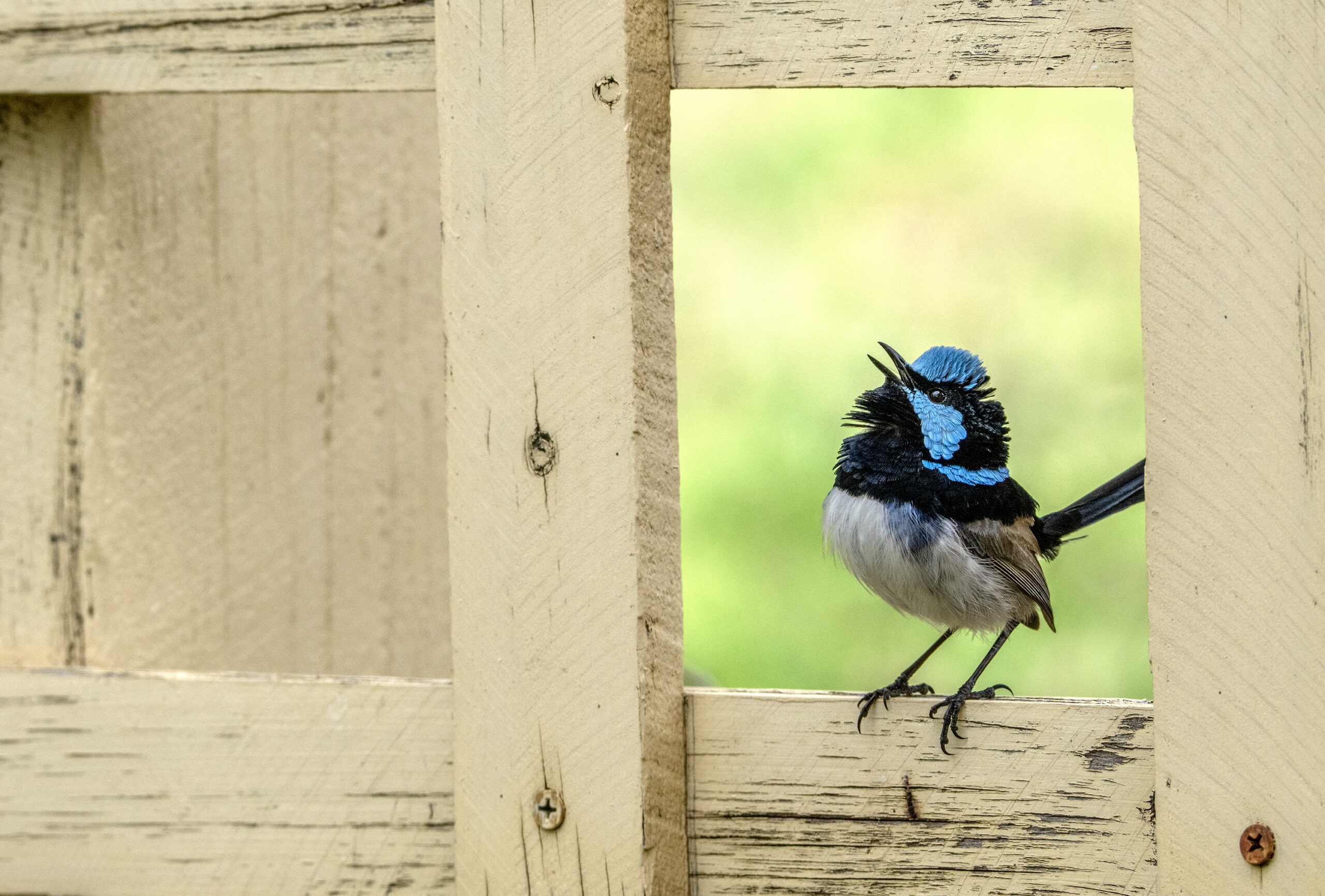 To the right of the frame, a blue and black male Superb Fairy-wren is perched on a gap in a wooden fence. His face is pointing upwards as he calls.