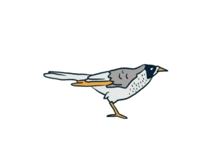 Illustration of a Noisy Miner