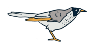 Illustration of a Noisy Miner