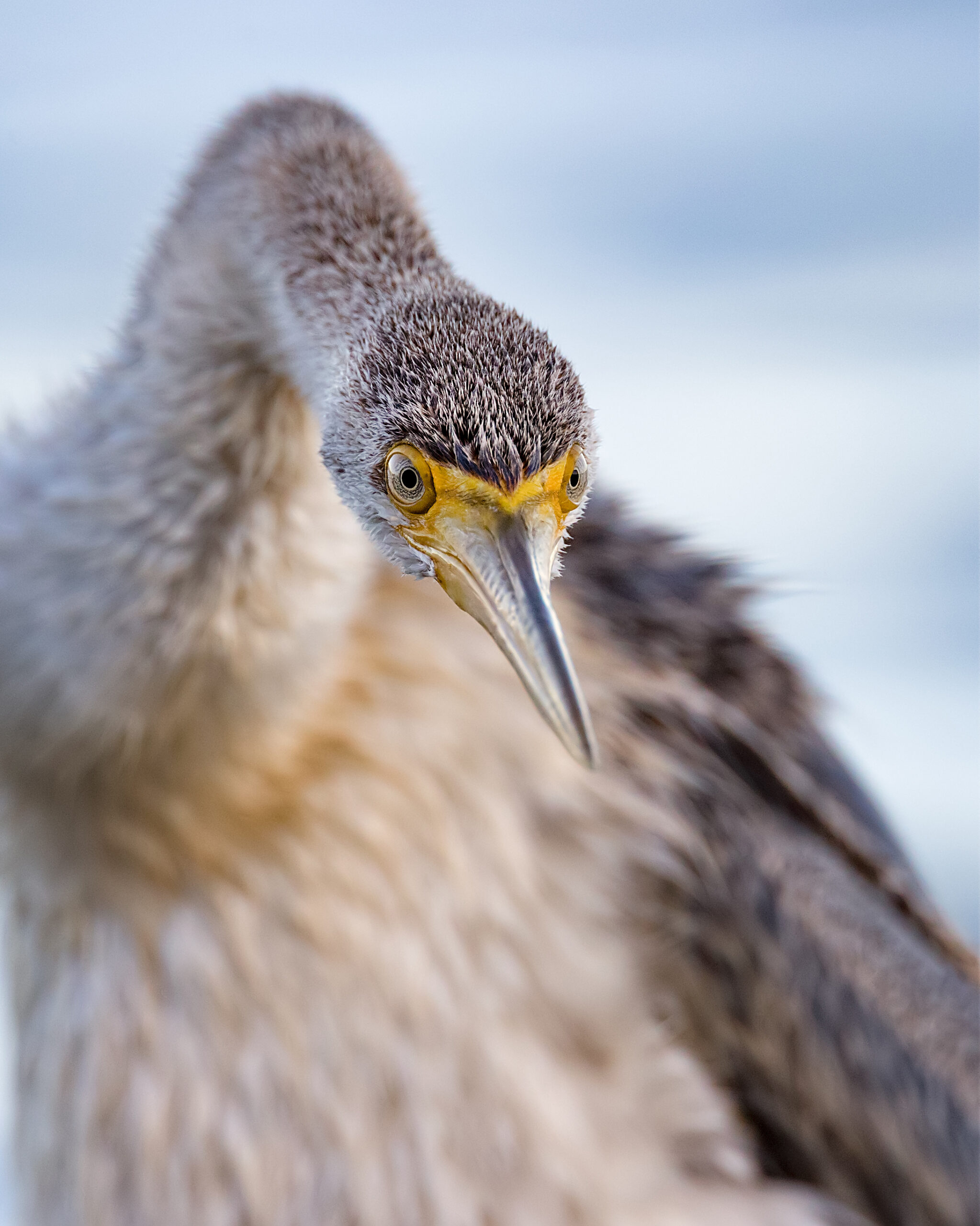 A close-up of a female Australasian Darter staring towards the camera, neck outstretched against a pale blue and white background.