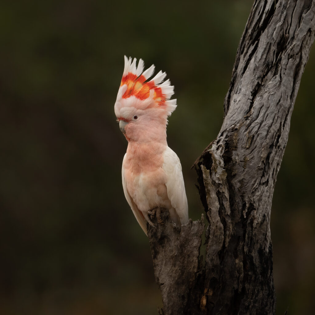 Eastern Pink Cockatoo
