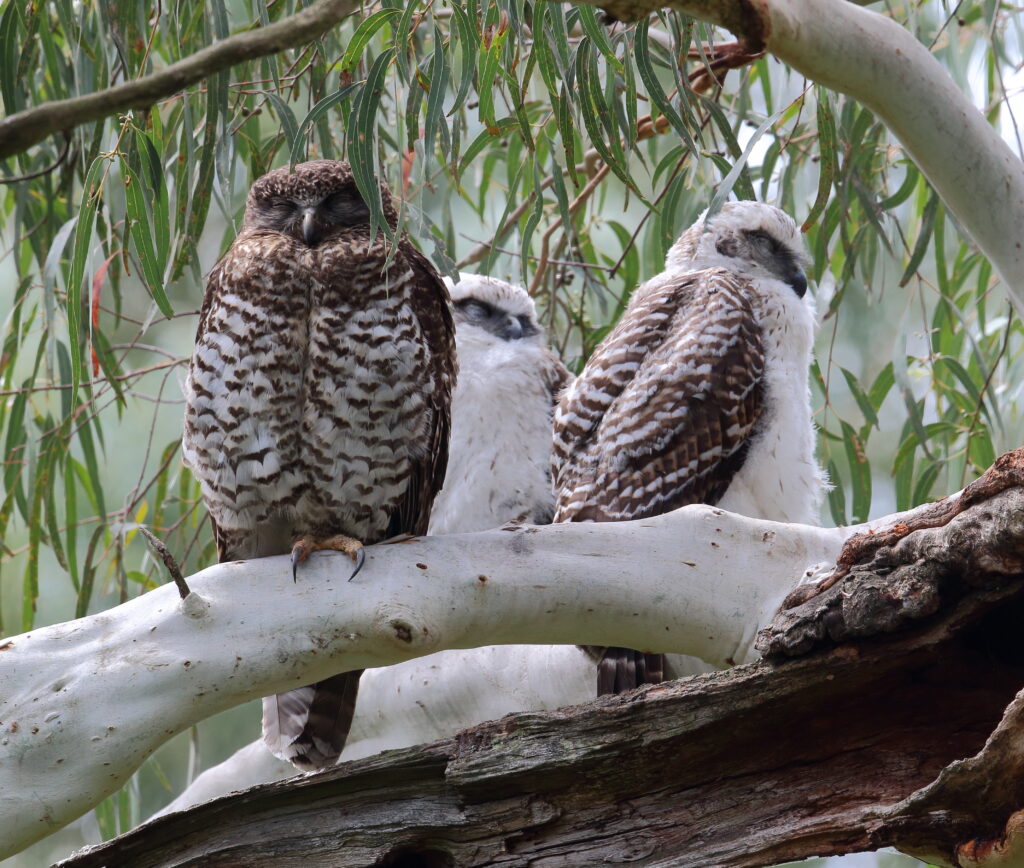 Three Powerful Owls perched in a eucalypt. The larger, darker adult is on the left of the frame beside the two downy white and brown chicks.