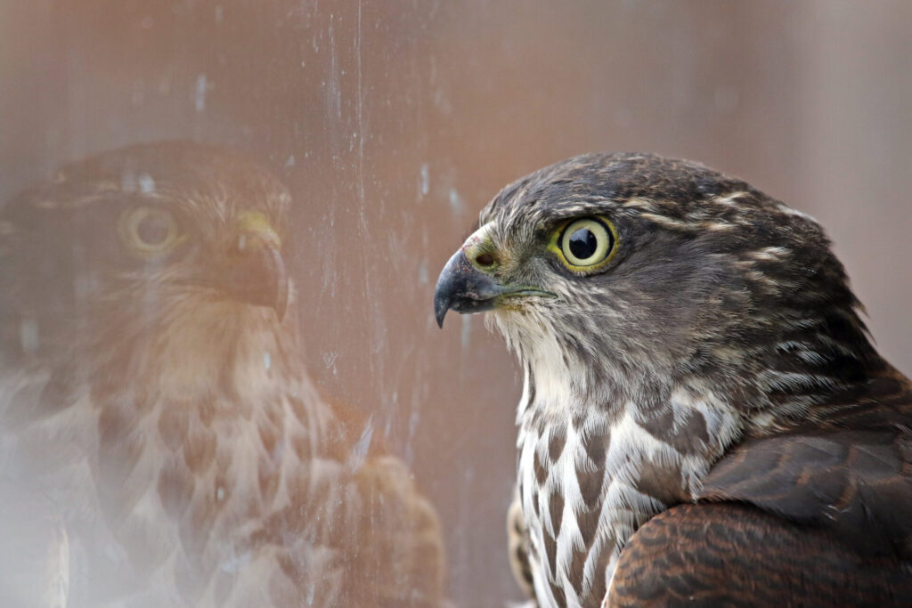 To the right of the frame, a brown and white streaked Brown Goshawk stares at its own reflection through a glass window.