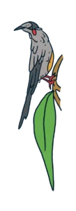 Illustration of a Red Wattlebird