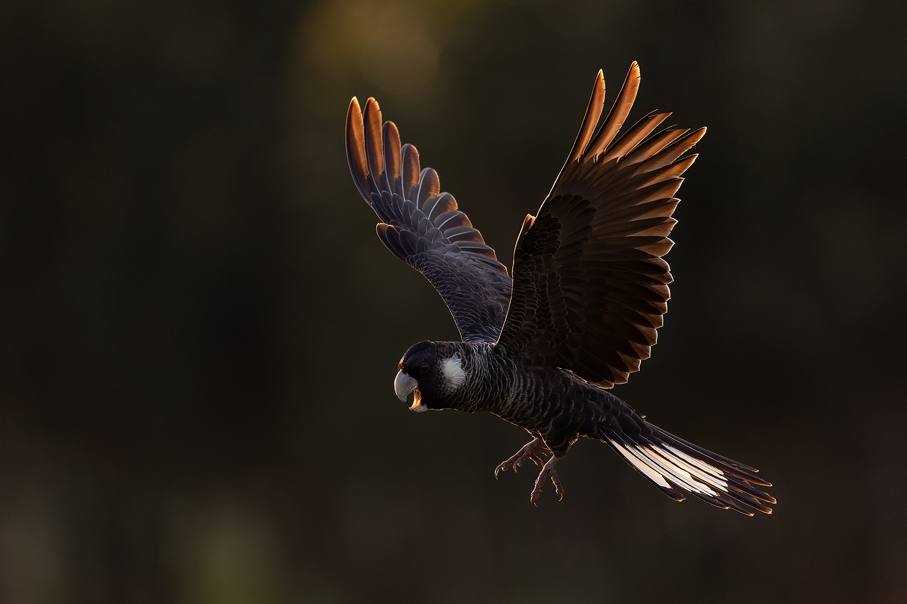 To the right of the frame, a female black-and-white- Carnaby's Black-Cockatoo is screeching in flight, facing left. Her silhouette is backlit against a dark background.