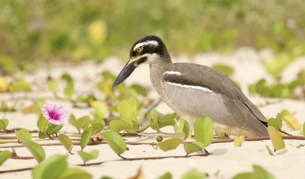 To the right of the frame, a Beach Stone-curlew is sitting on the sand of a beach and staring at a pink Goat's Foot flower.