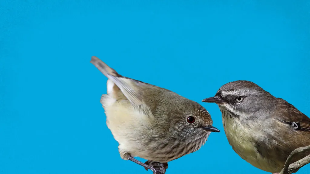 In this video, we’re learning all about little brown birds – Brown Thornbills and White-browed Scrubwrens – and the easiest ways to tell them apart when they're in you're out counting!