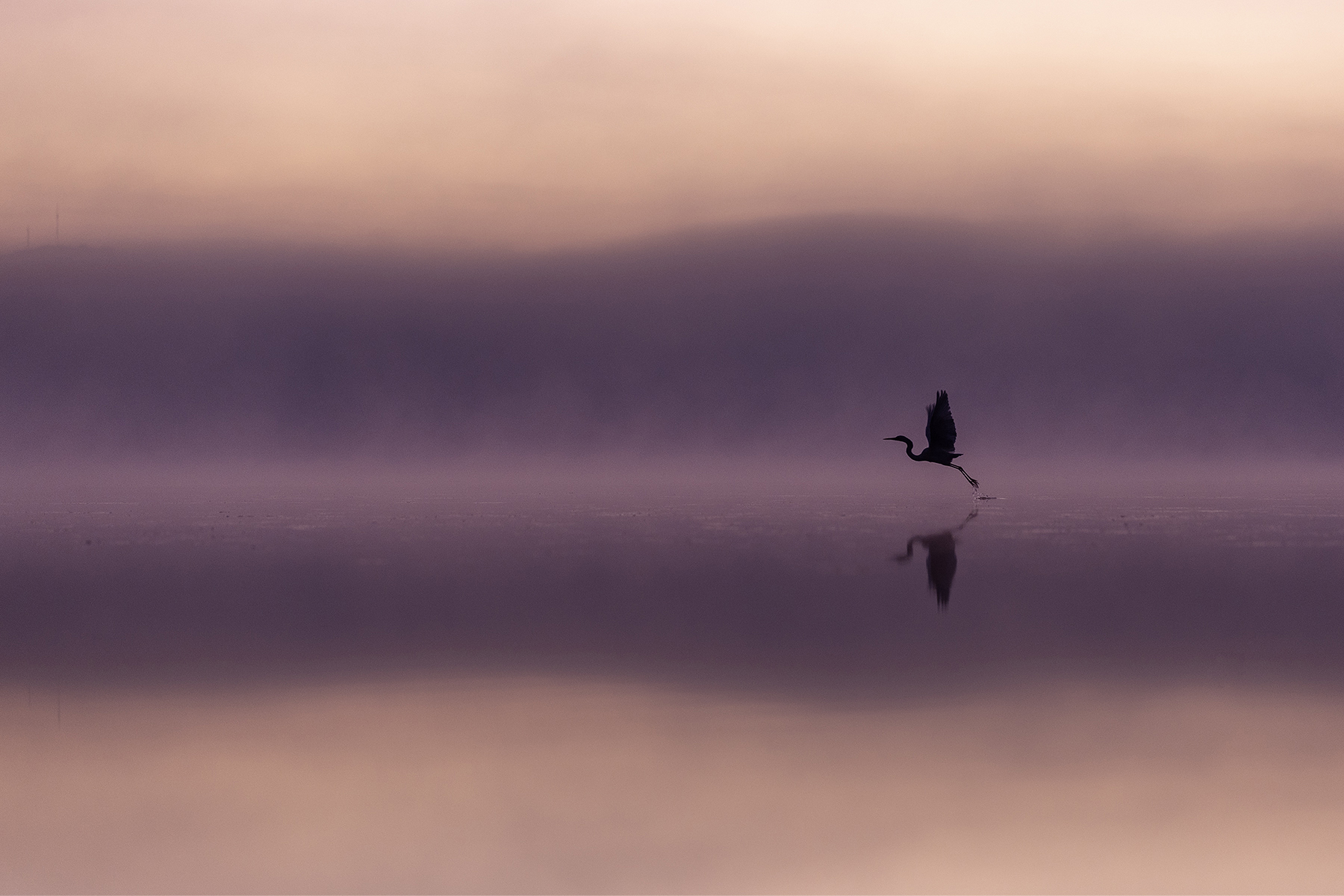 To the right of the frame, a silhouetted Great Egret takes off from the surface of the water against a misty pink and purple sunrise reflected in the water.