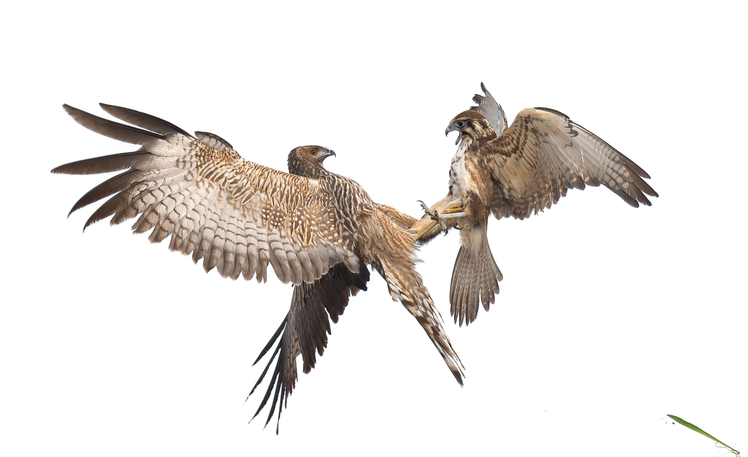 A much larger Spotted Harrier (left) fighting a Brown Falcon (right) in the air. Both birds have locked talons and beaks open as they fight over their prey.