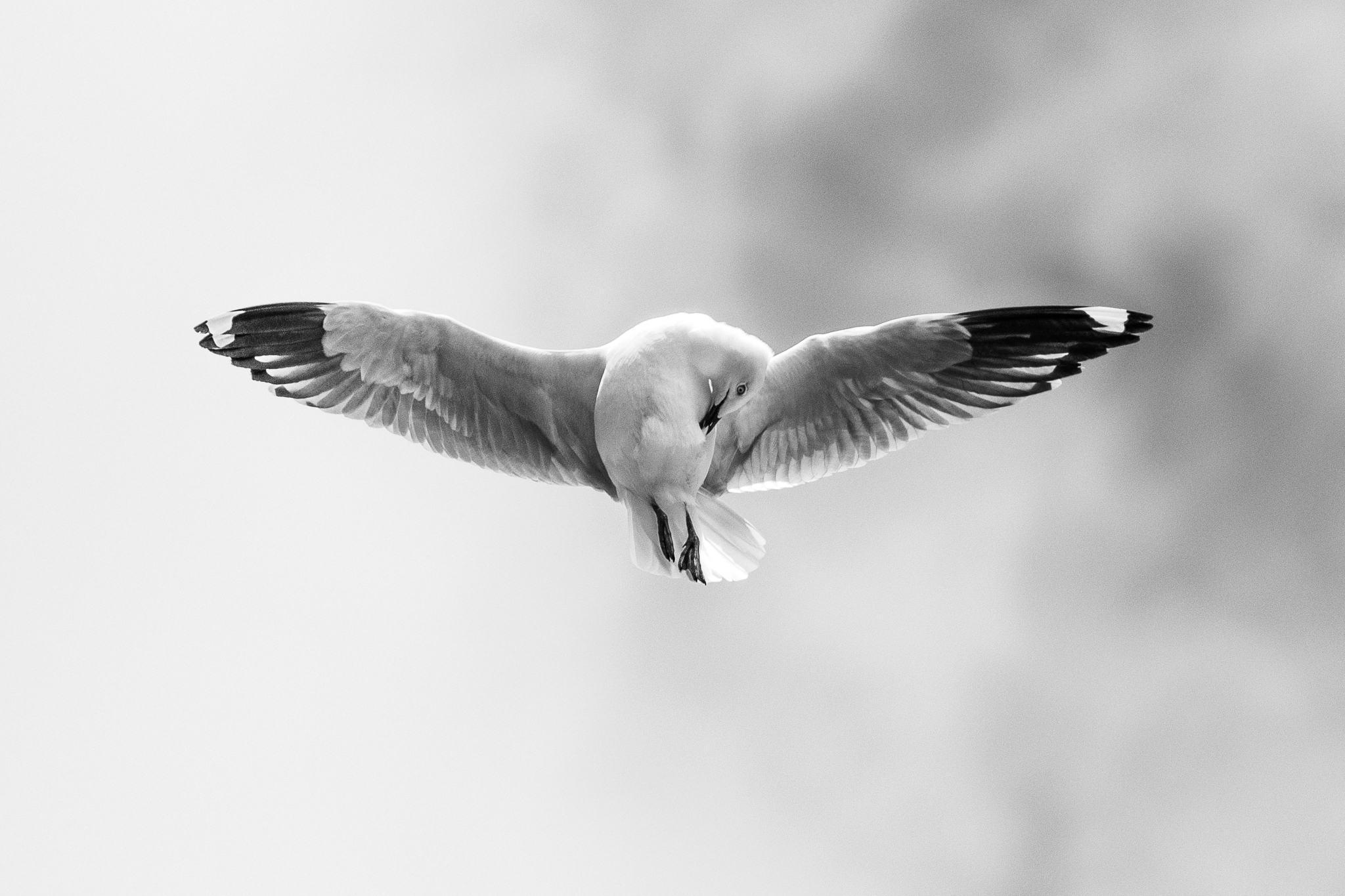 In the centre of the frame, a black-and-white Silver Gull in flight is scratching itself, its head tucked under its wing.