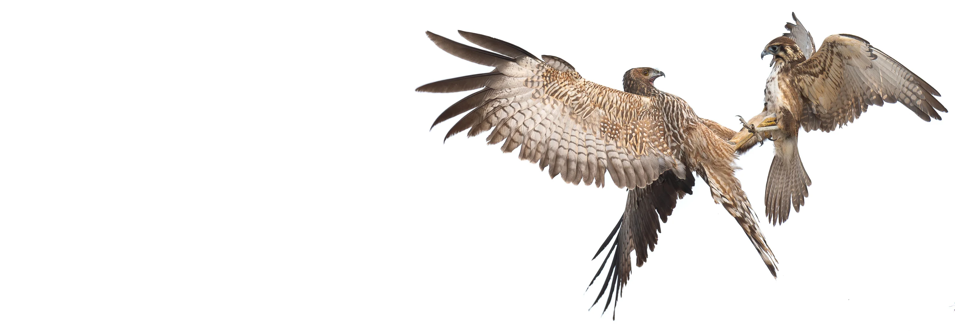 A much larger Spotted Harrier (left) fighting a Brown Falcon (right) in the air. Both birds have locked talons and beaks open as they fight over their prey.