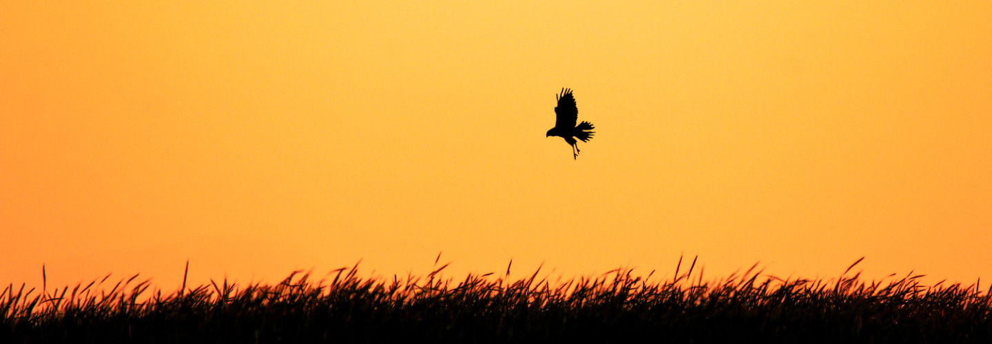 In the centre of the frame, a Swamp Harrier flies low over swampland, silhouetted against an orange sunset.