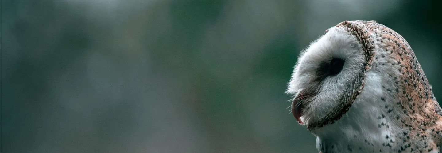 Close up of a Barn Owl looking to the left, set against a soft green background