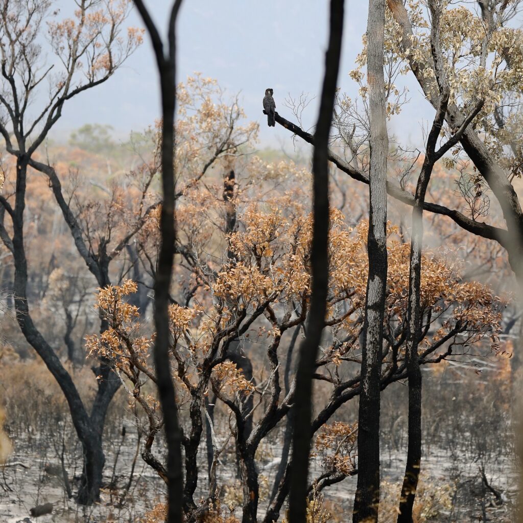 In the top middle of the frame, a Carnaby's Black-Cockatoo is perched on a blackened branch, looking out over a burnt bush landscape.
