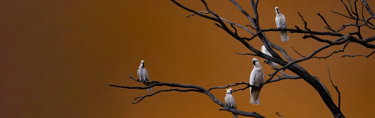 5 white Sulphur-crested Cockatoos are perched on the leafless branches of a tree, against a smoky brown sky