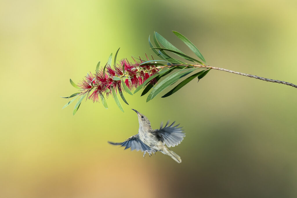 In the middle of the frame, a small Brown Honeyeater hovers with wings outstretched below a red bottlebrush flower.