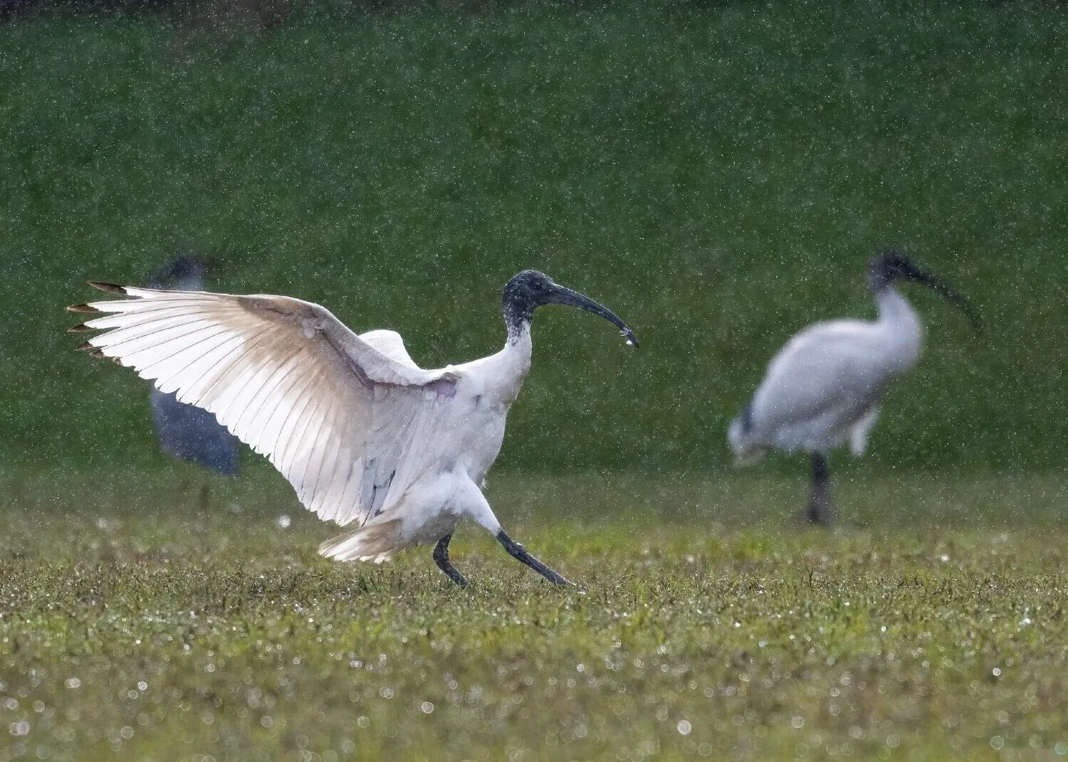 Two Ibis feeding in the rain at a local oval. Just as the sun came out, this ibis flew in and landed, lighting up its beautiful wings.