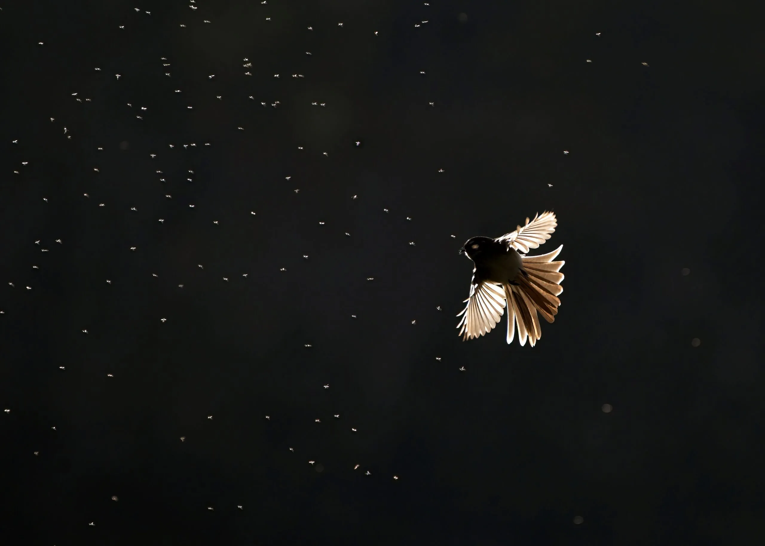 Silhouette of a bird in flight against a back backdrop