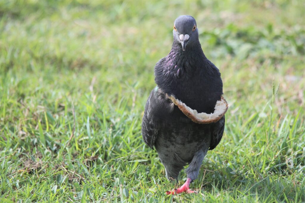 A dark Rock Dove is standing on grass and facing the camera with piece of bread crust around its neck