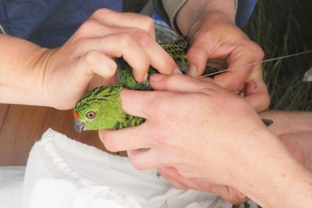 A Critically Endangered Western Ground Parrot being fitted with a transmitter during a translocation.