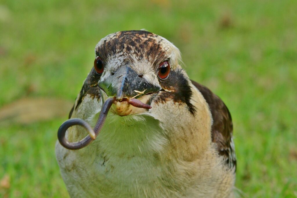 A close-up of a Laughing Kookaburra staring into the camera against a grass background, with a large earthworm in its beak.