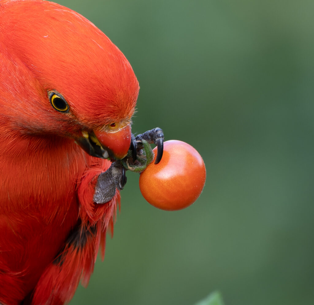 To the left of the frame against a dark green background, a bright orange male King Parrot is eating an orange cherry tomato by clasping it in his claw