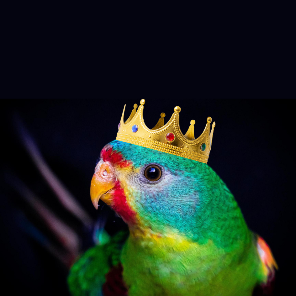 A cropped close-up portrait of a colourful Swift Parrot against a black background, facing to the left. A golden crown sits on its head. 