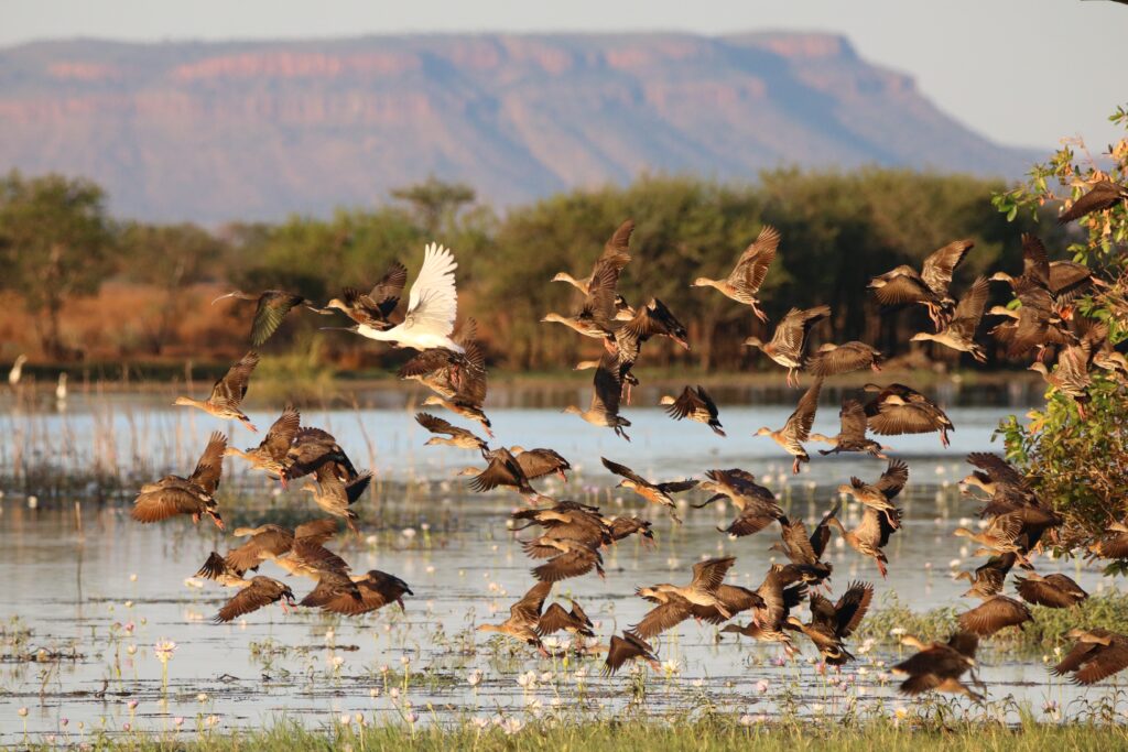 A flock of waterbirds (Plumed Whistling-Ducks, a Glossy Ibis and Royal Spoonbill) in flight as they take off from the water of a wetland. Water lilies, vegetation and a mountain range are visible in the background.