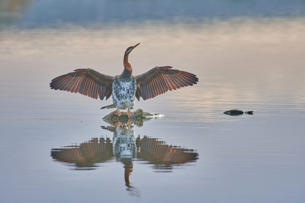 To the left of the frame, an Australasian Darter is perched on a rock in the water, facing towards the camera with wings outstretched, its full body reflected in the surface of the water.