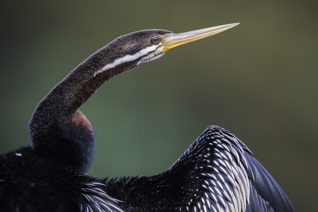 A male Australasian Darter with glossy black plumage and a bright yellow bill faces to the right of the frame, wings and neck outstretched against a dappled green background.