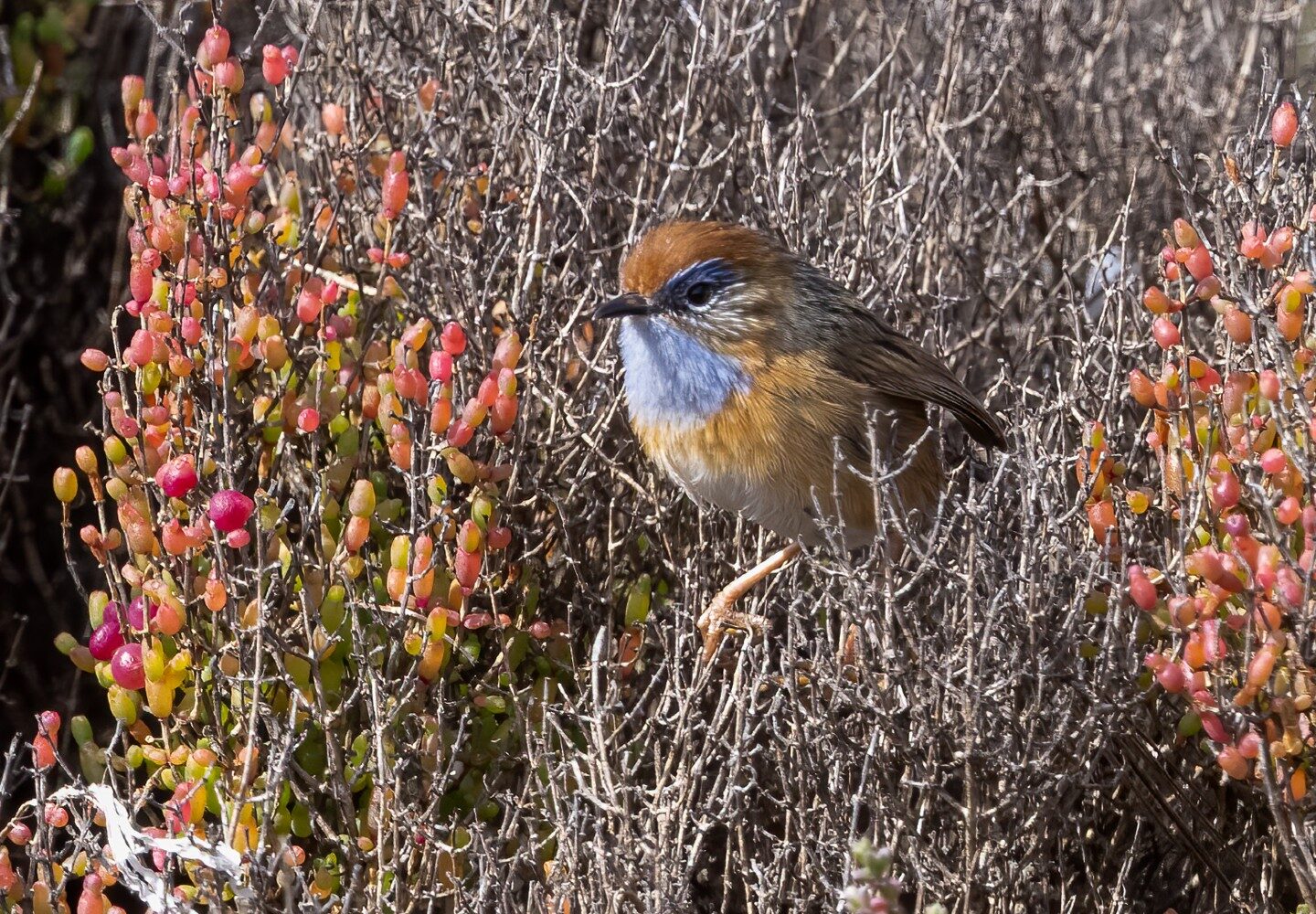 Southern Emu Wren