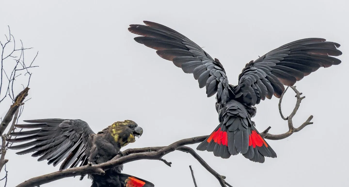 A happy pair of Glossy Blacks enjoying a break form feeding on Casuarina seed pods.