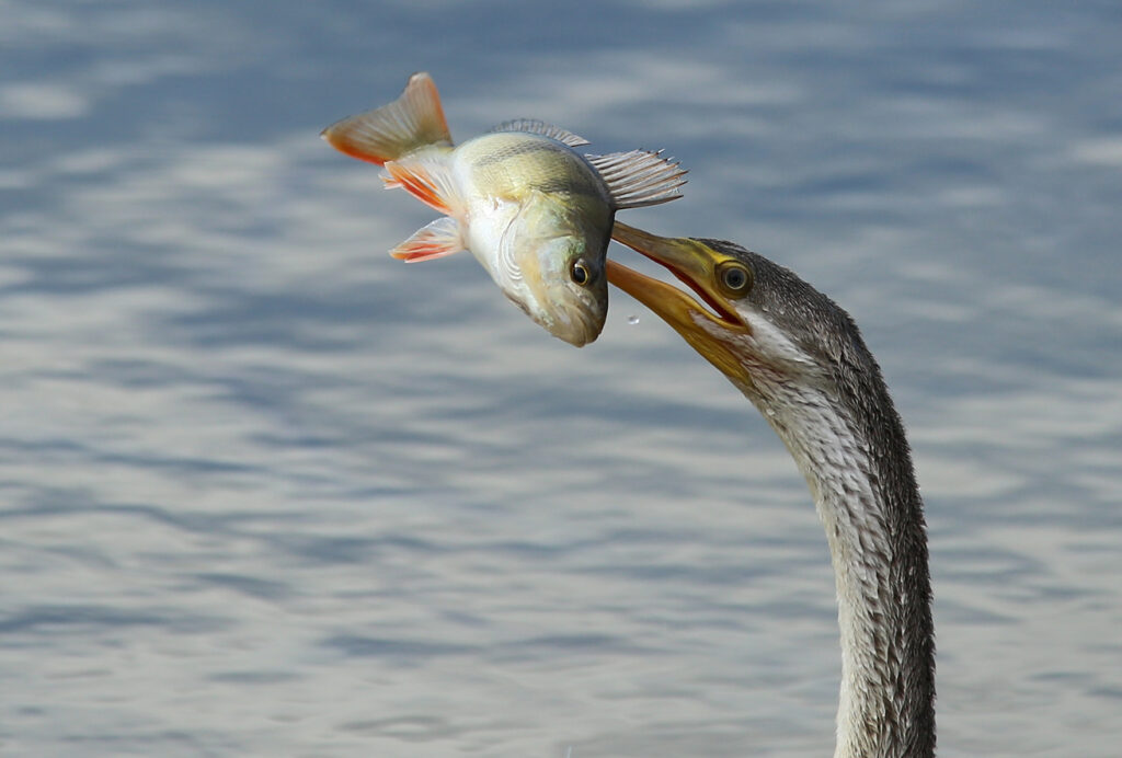 To the right of the frame is a close-up of female Australasian Darter. Her bright yellow beak is slightly open and is impaling a large silver and orange-tipped fish against a watery background.