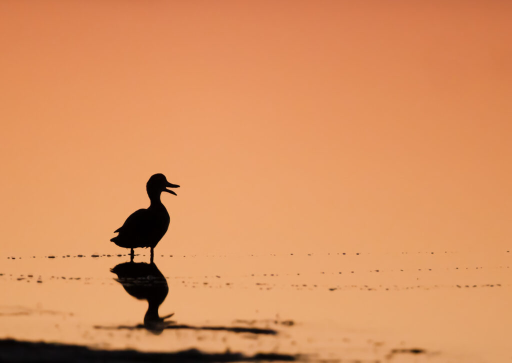 To the left of the frame, a Pacific Black Duck is silhouetted against an orange background, its reflection visible in the water below