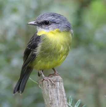 BirdLife Bass Coast - BirdLife Australia