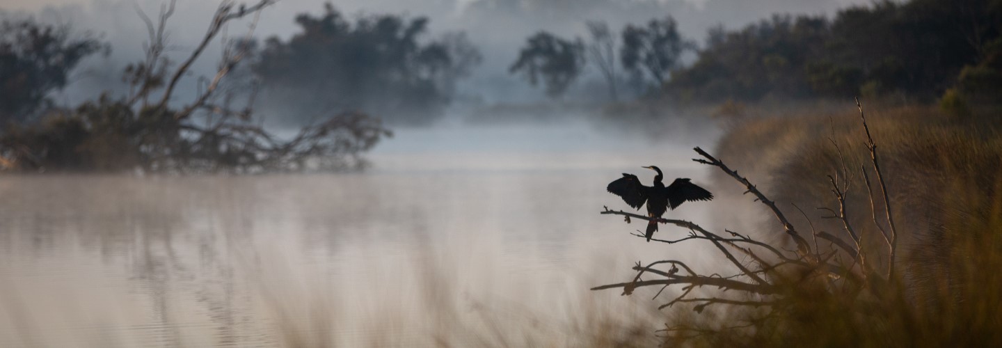 To the right of the frame, a silhouette of an Australasian Darter is perched on a branch over a wetland and vegetation, wings outstretched. Steam is rising from the water's surface, which is surrounded by trees and tussocks