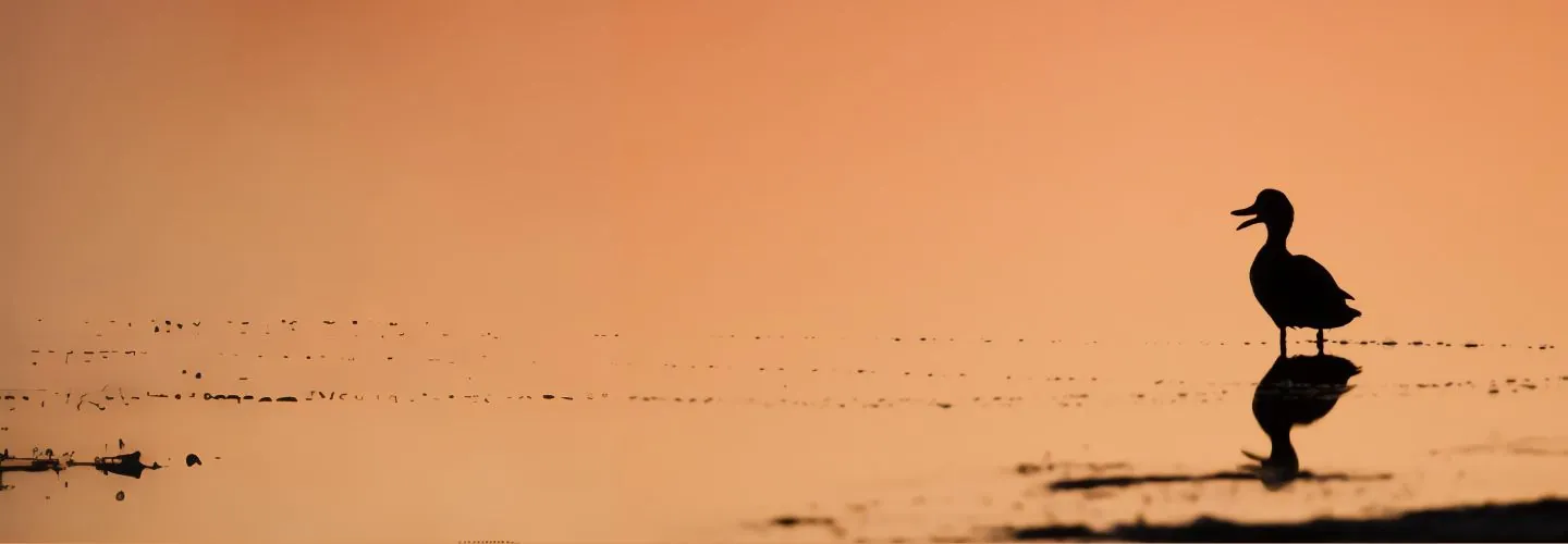 To the right of the frame, a Pacific Black Duck is silhouetted against an orange background, its reflection visible in the water below