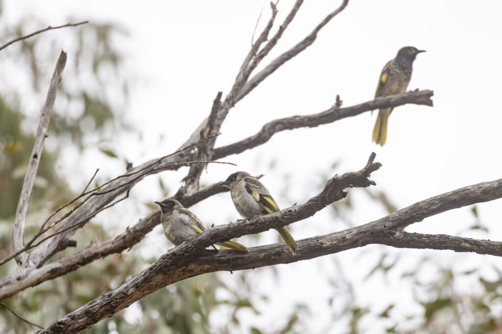To the left of the frame, two grey and yellow fledgling Regent Honeyeaters are perched on the dead branches of a tree, facing to the left against an exposed white and green background. Behind them, to the top right of the frame, an out-of-focus adult black and gold Regent Honeyeater is perched on a higher branch, keeping watch.